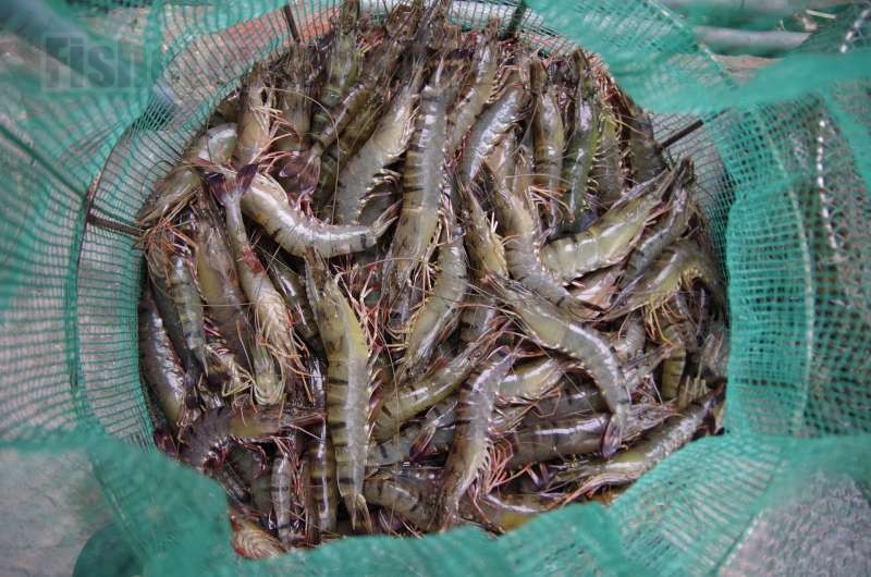 Что делать с уловом?