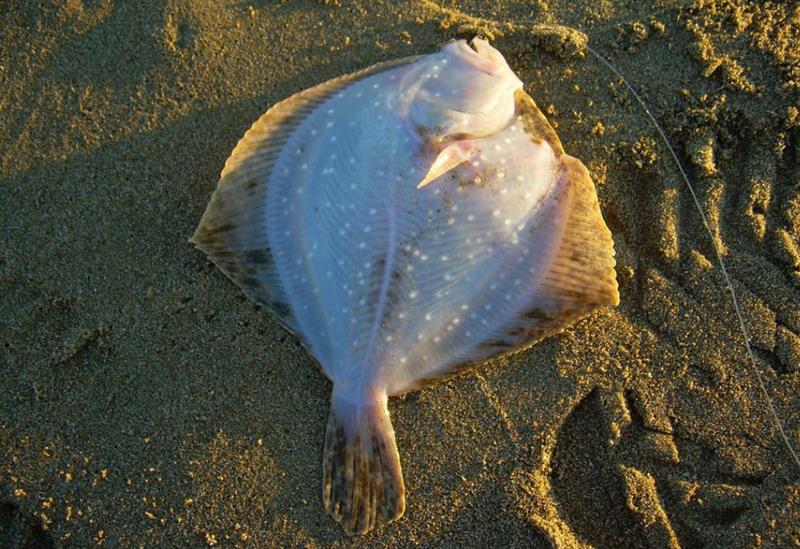 Сезон ловли камбалы в Чёрном море